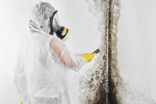 Best Home Mold Removal  in Old Forge, PA