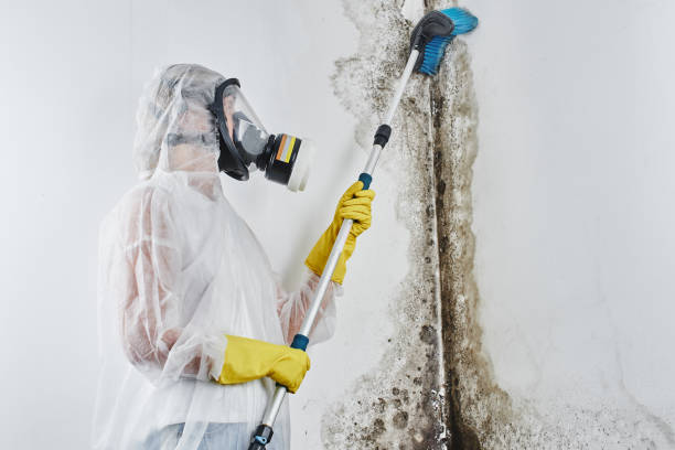 Best Mold Damage Repair  in Old Forge, PA