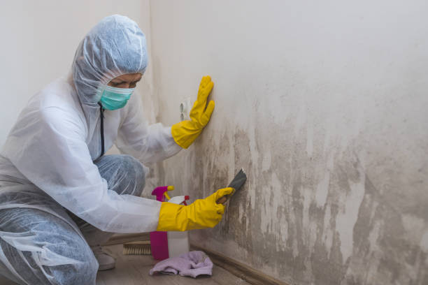 Home Mold Removal in Old Forge, PA