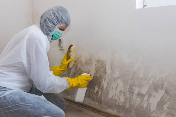 Best Black Mold Removal  in Old Forge, PA