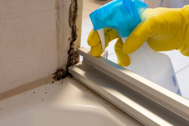 Best Certified Mold Removal  in Old Forge, PA