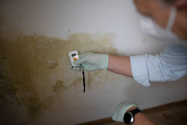 Best Same-Day Mold Removal  in Old Forge, PA