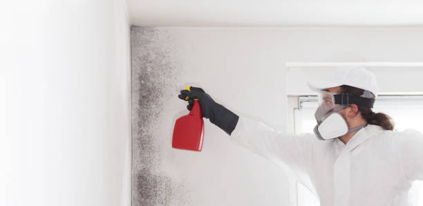 Best Mold Cleaning Services  in Old Forge, PA