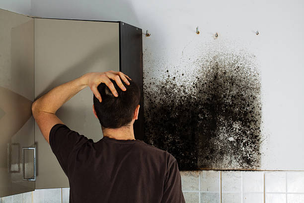 Best Same-Day Mold Removal  in Old Forge, PA
