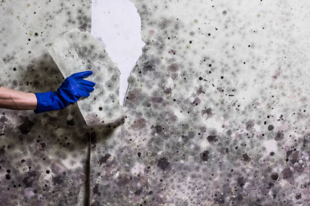 Best Fast Mold Removal  in Old Forge, PA