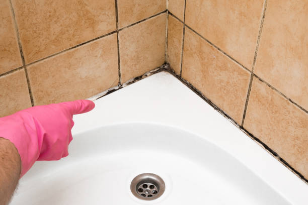 Mold Testing and Removal in Old Forge, PA
